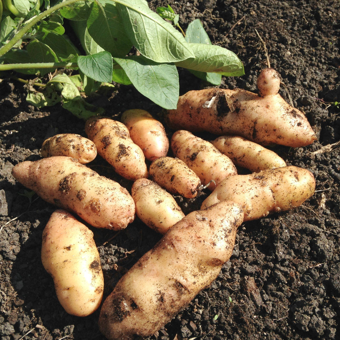 Anya Potato Seed For Salad Potatoes Maincrop High Yield Quality Tubers